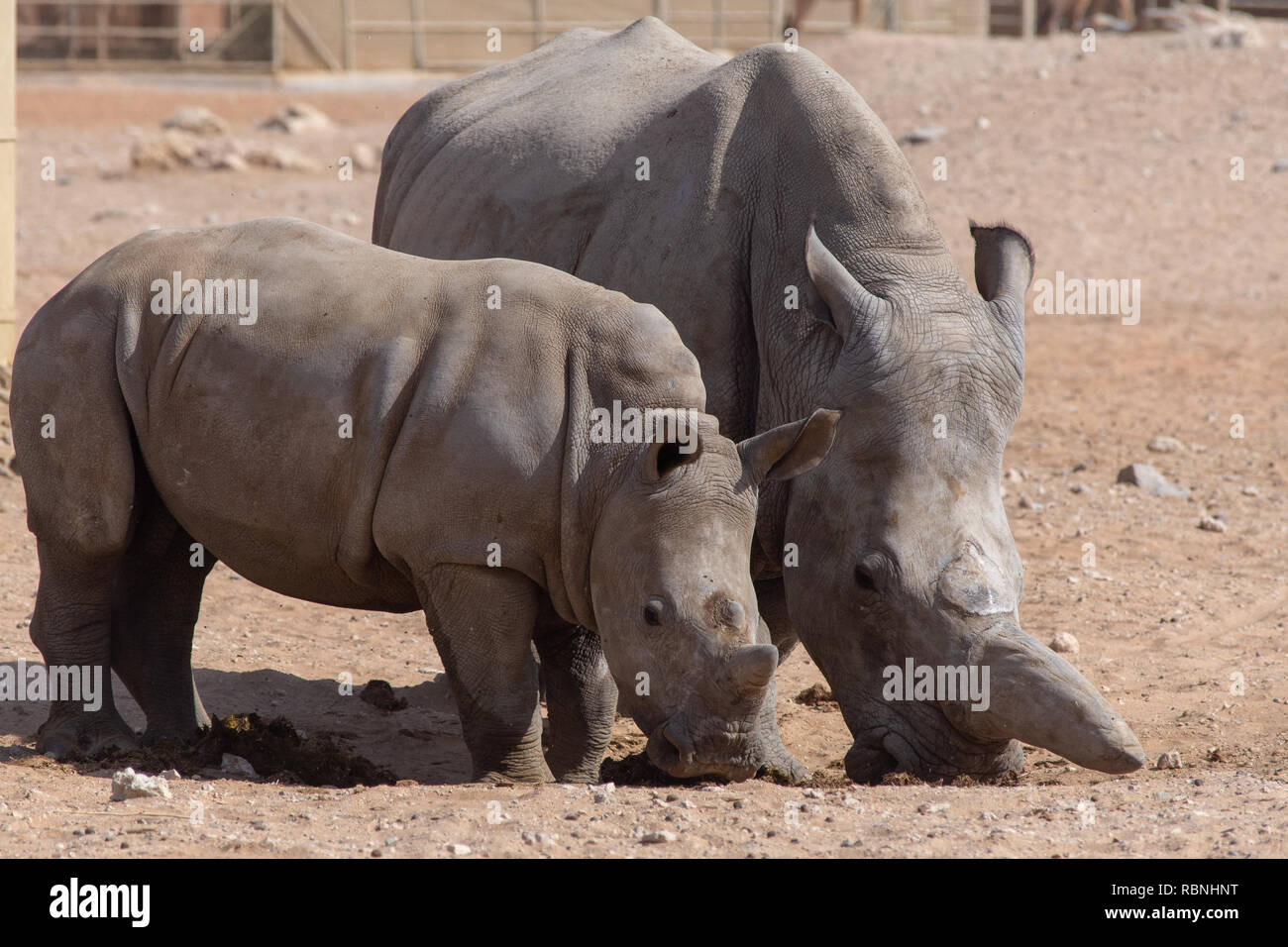 A mother and baby rhinoceros walk together in the sand in the desert. (simom rhinocerodidae) Stock Photo