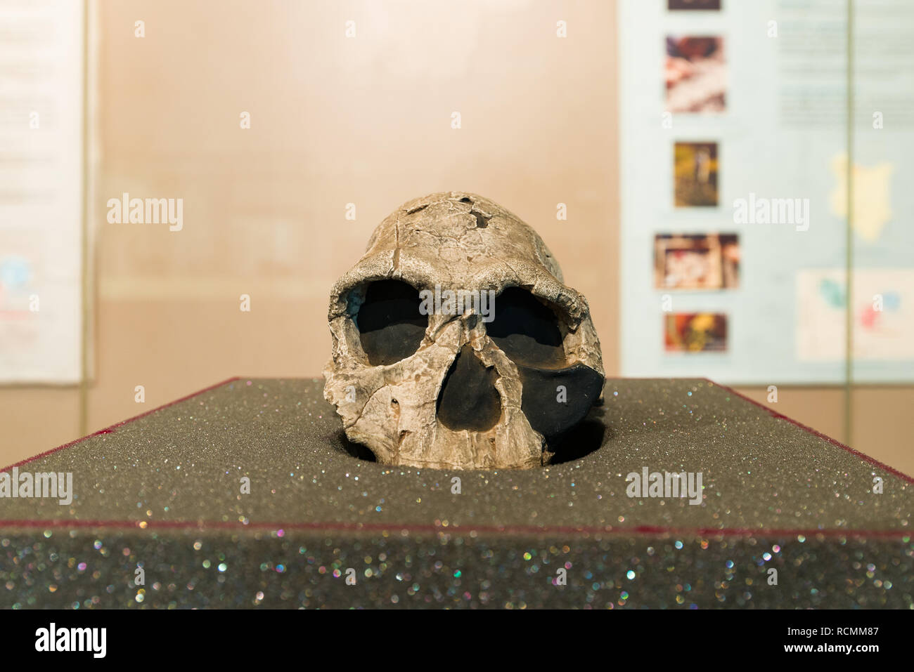 Reconstructed skull KNM ER 1813 on display in Nairobi National Museum, Nairobi, Kenya Stock Photo