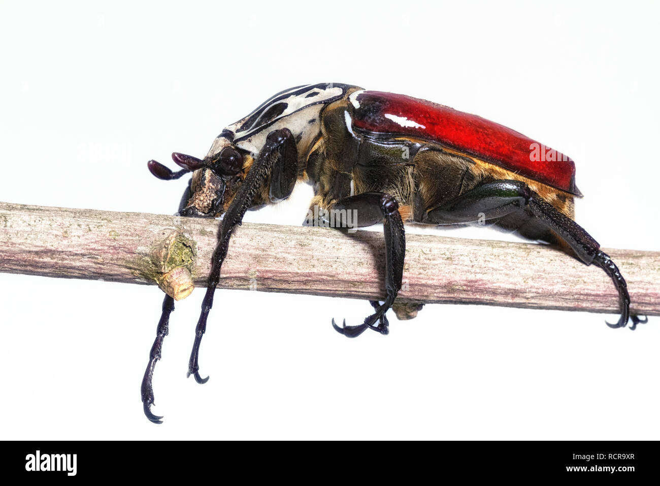 Goliathus goliatus Stock Photo