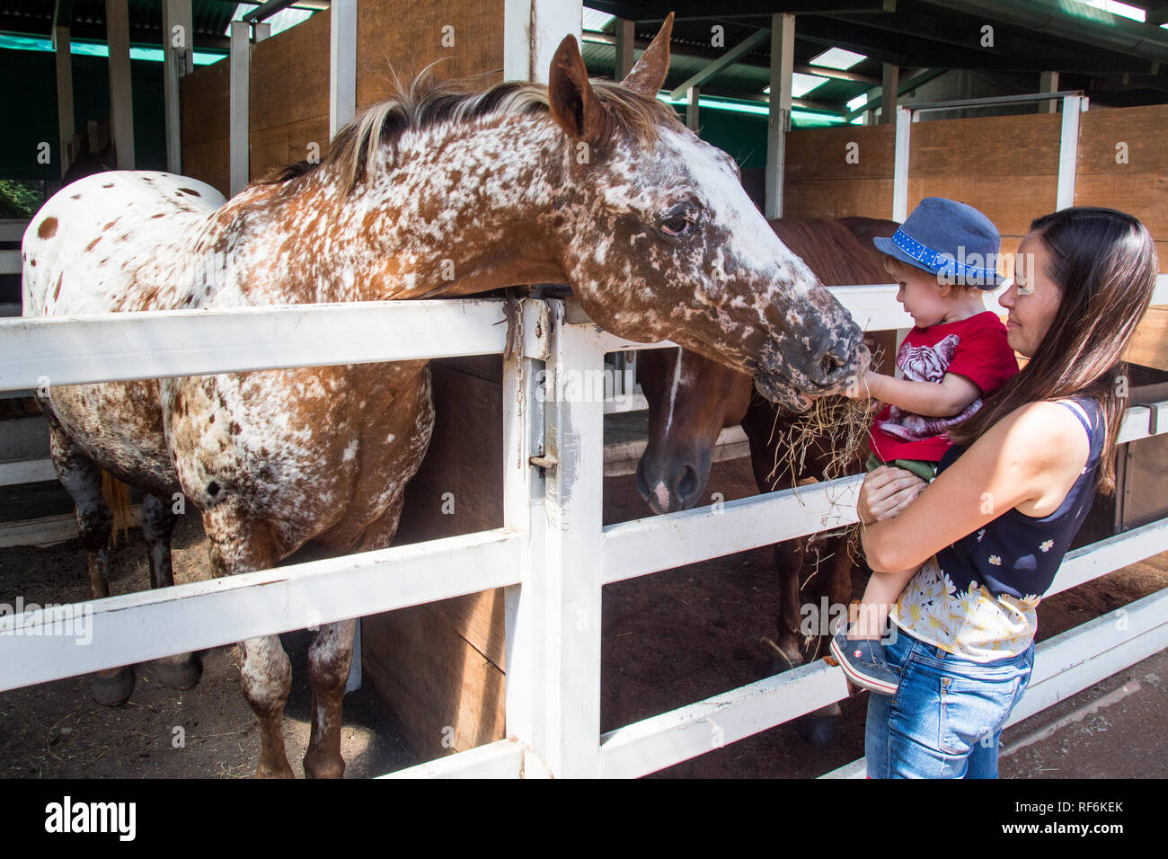 A nice photo of mother and son feeding a beautiful horse with handful of hay Stock Photo