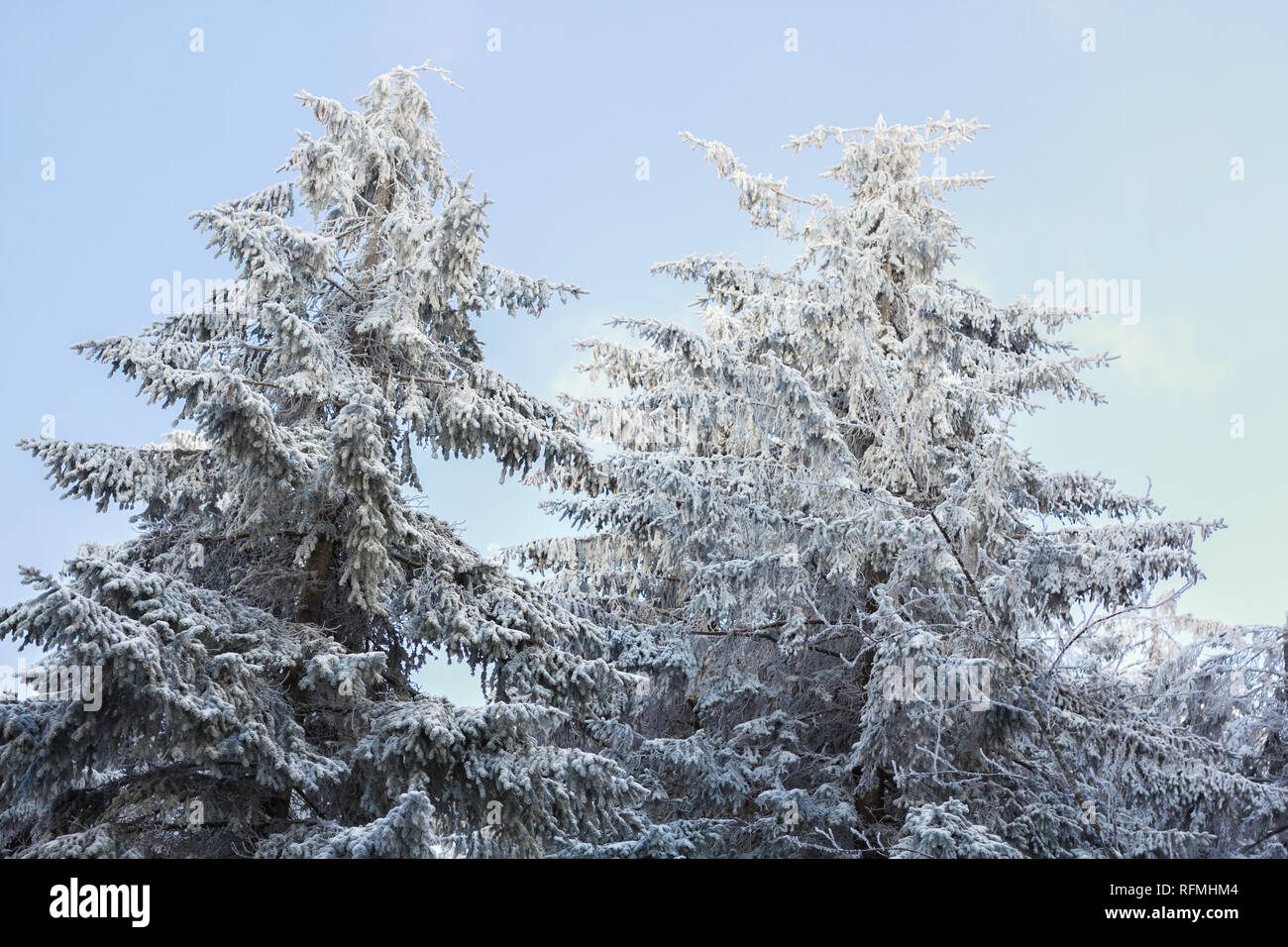 Beautiful white snowy winter landscape at the Black Forest in Southern Germany Stock Photo