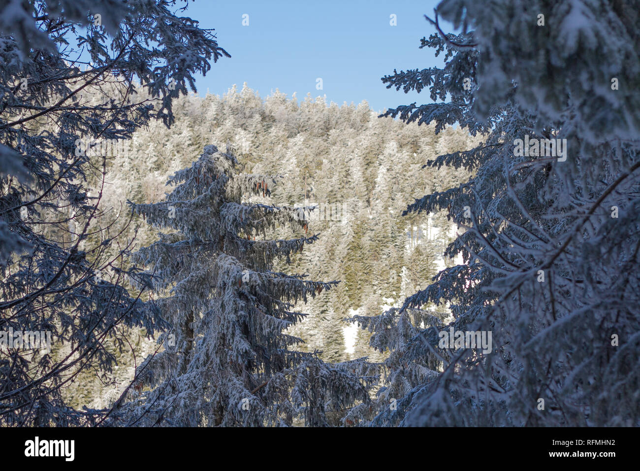 Beautiful white snowy winter landscape at the Black Forest in Southern Germany Stock Photo