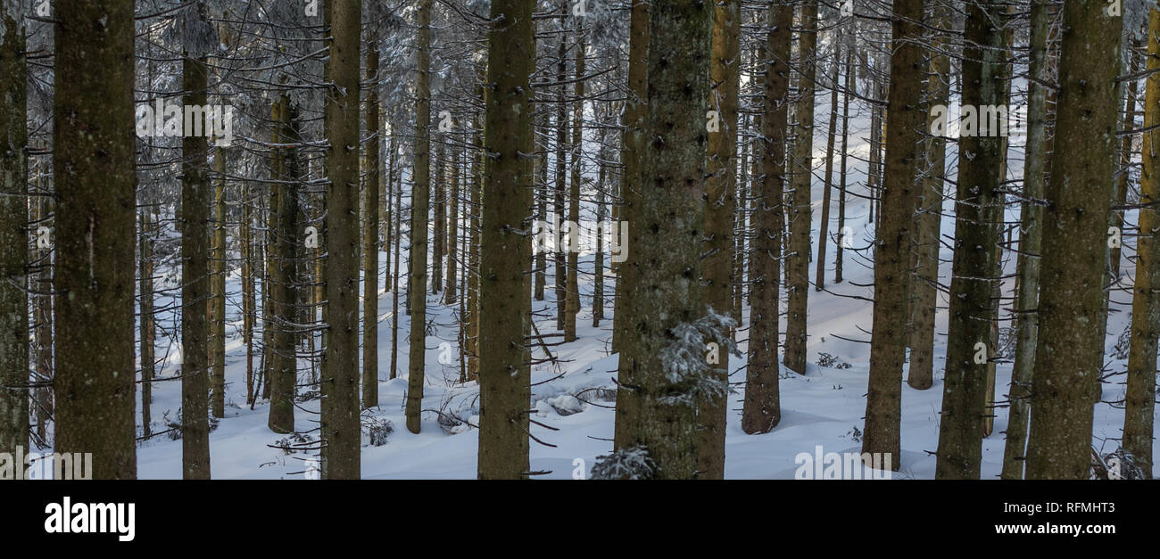 Beautiful white snowy winter landscape at the Black Forest in Southern Germany Stock Photo