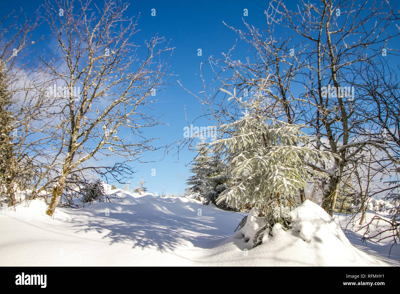 Beautiful white snowy winter landscape at the Black Forest in Southern Germany Stock Photo