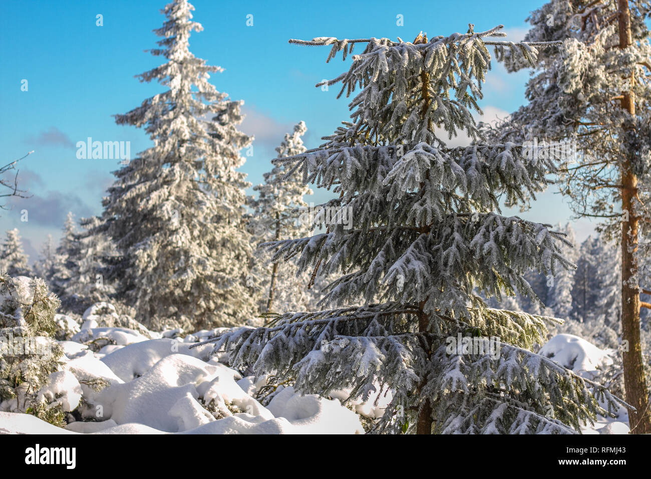 Beautiful white snowy winter landscape at the Black Forest in Southern Germany Stock Photo