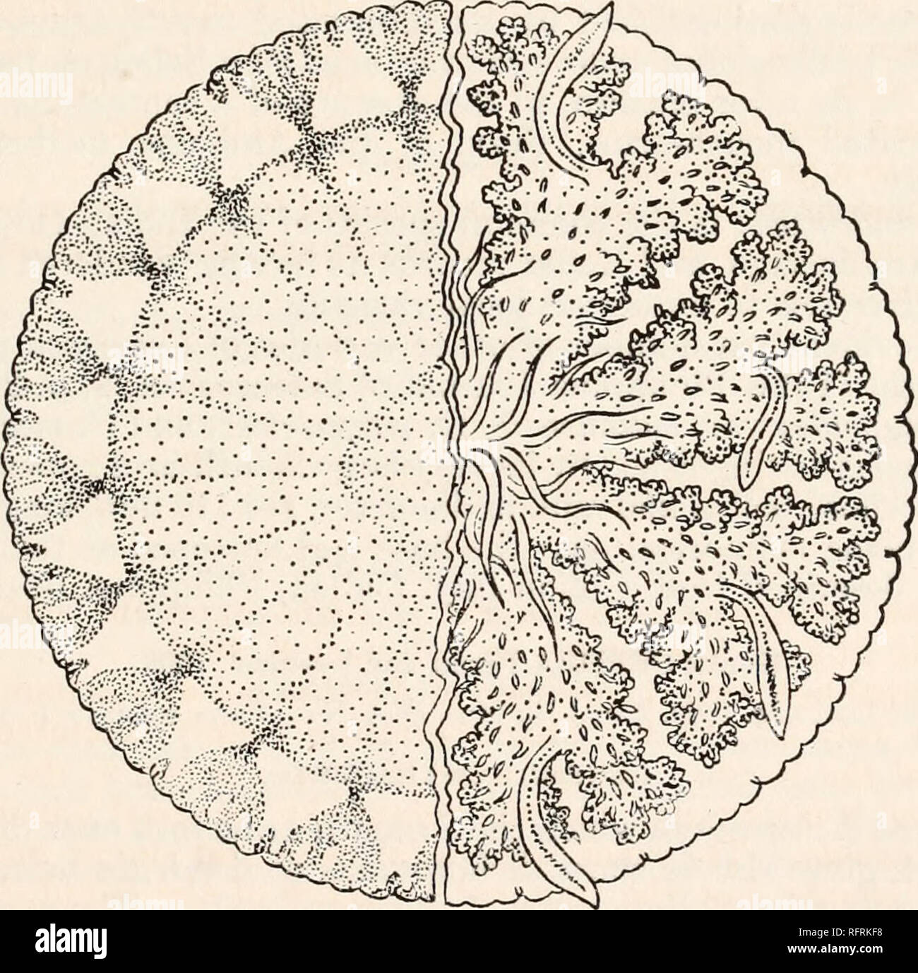 . Carnegie Institution of Washington publication. Medusa* of the Philippines and of Torres Straits. 183 Genus CASSIOPEA Peron and Lesueur, 1809. Cassiopea, PERON ET LESUEUK, 1809, Annal. du Mus. Hist. Nat. Paris, tome 14, genre 24, p. 356. GENERIC CHARACTERS. Rhizostomata pinnata with 8 (4 pairs of) adradial, complexly branched mouth-arms, the lower or ventral surfaces of which bear numerous mouth- openings and vesicles. There are 4 gonads and 4 separate subgenital cavities. There are more than 8 marginal sense-organs and twice as many radial-canals as sense-organs. The radial-canals are place Stock Photo