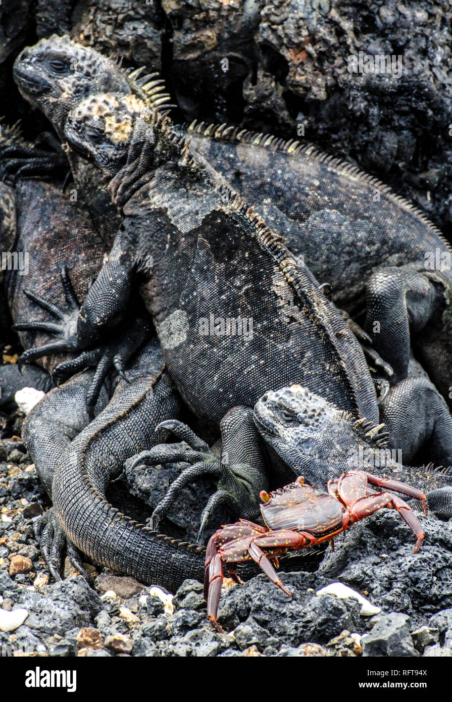 Marina iguana at Galapagos islands, Ecuador Stock Photo