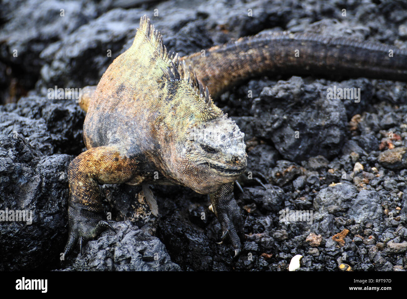 Marina iguana at Galapagos islands, Ecuador Stock Photo