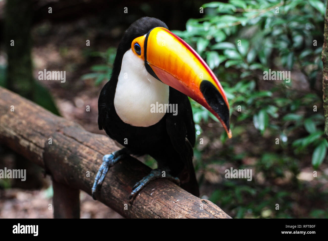 Tukan, einer der schönsten tropischen Vögel Stock Photo