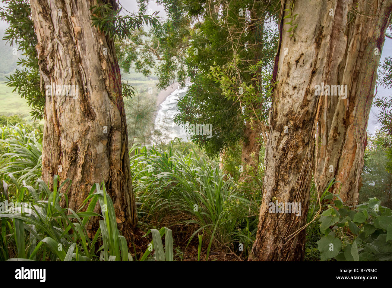 Tropical vegetation at Big Island, Hawaii Stock Photo