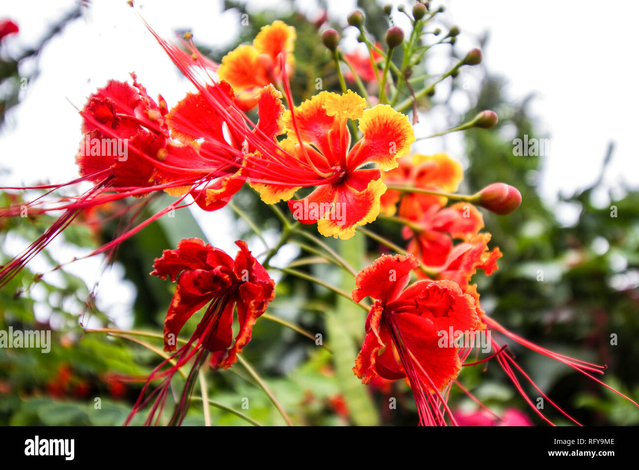 Beautiful flower at Hawaii Stock Photo