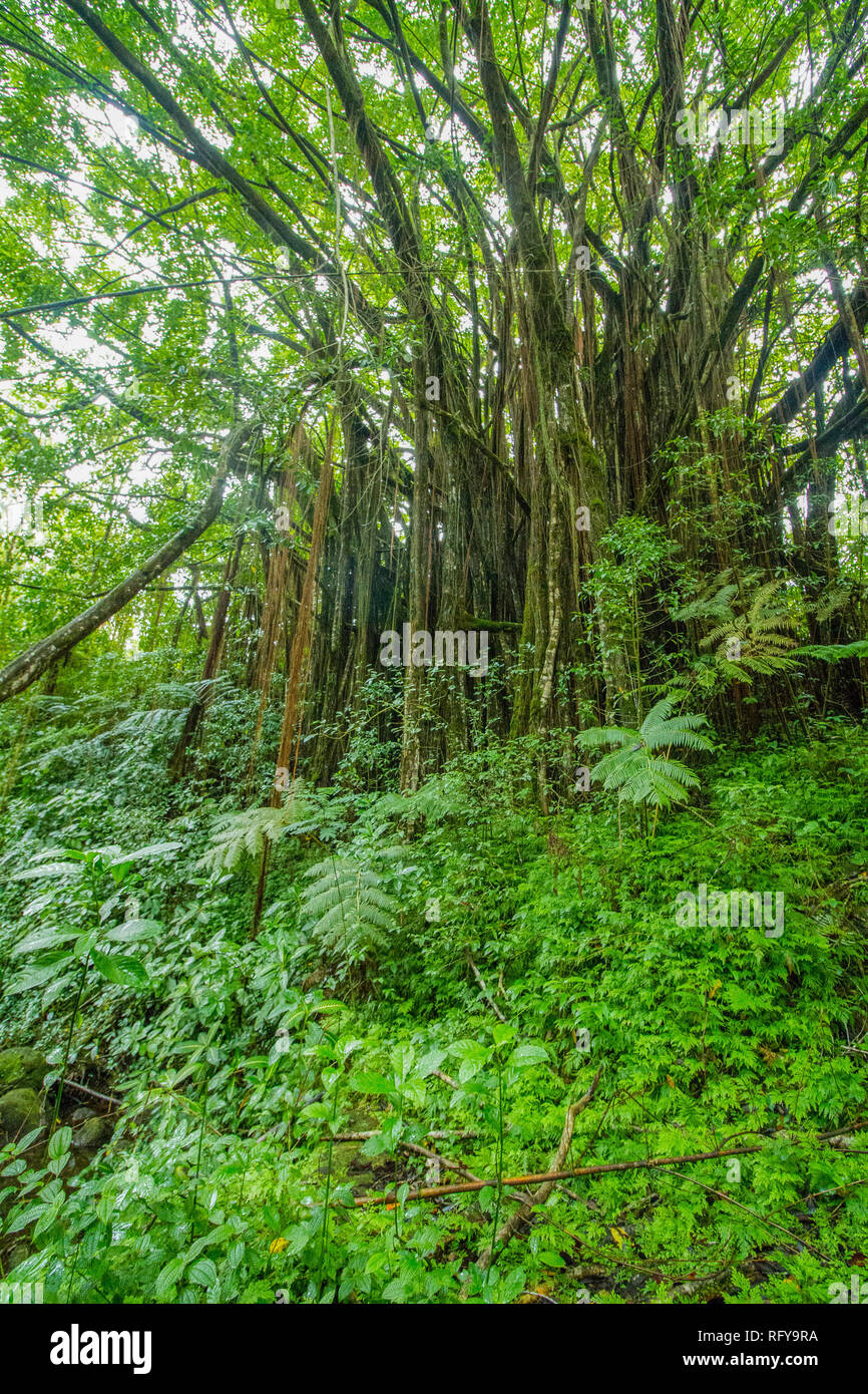 High bamboo plants and dense tropical vegetation at the Akaka Falls State Park, Big Island, Hawaii Stock Photo