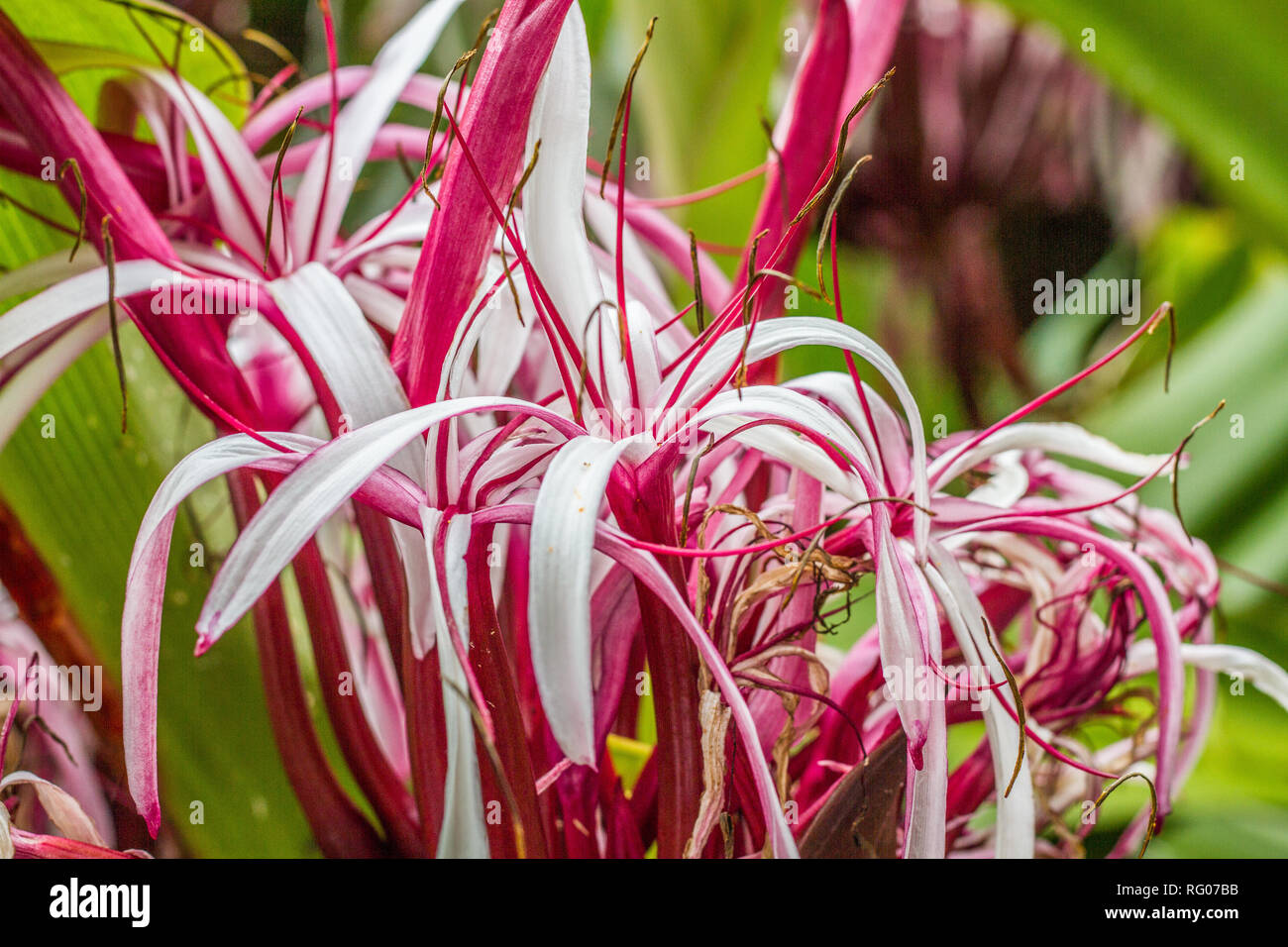 Beautiful flower at Hawaii Stock Photo