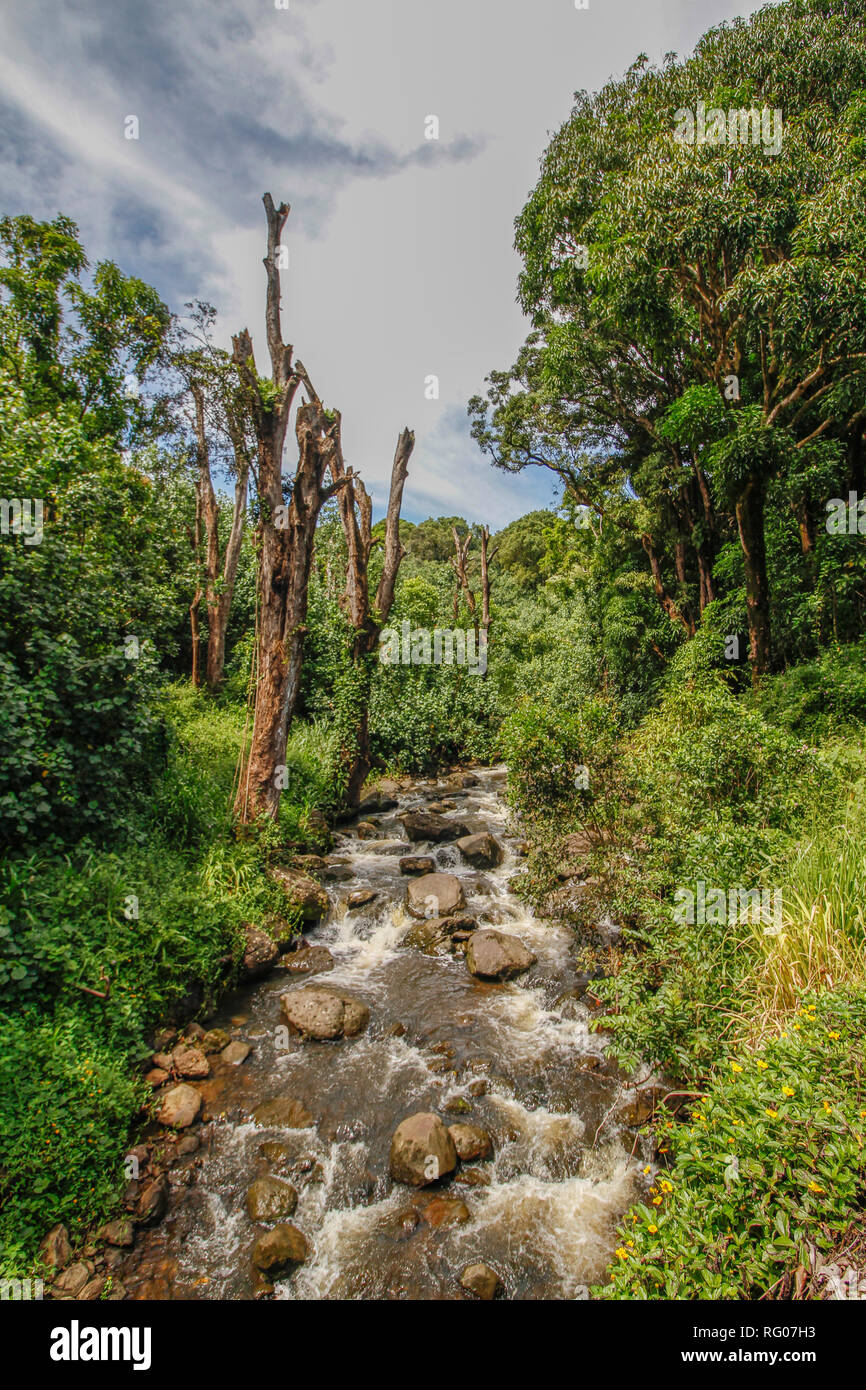 Coastal path at Hawaii Stock Photo