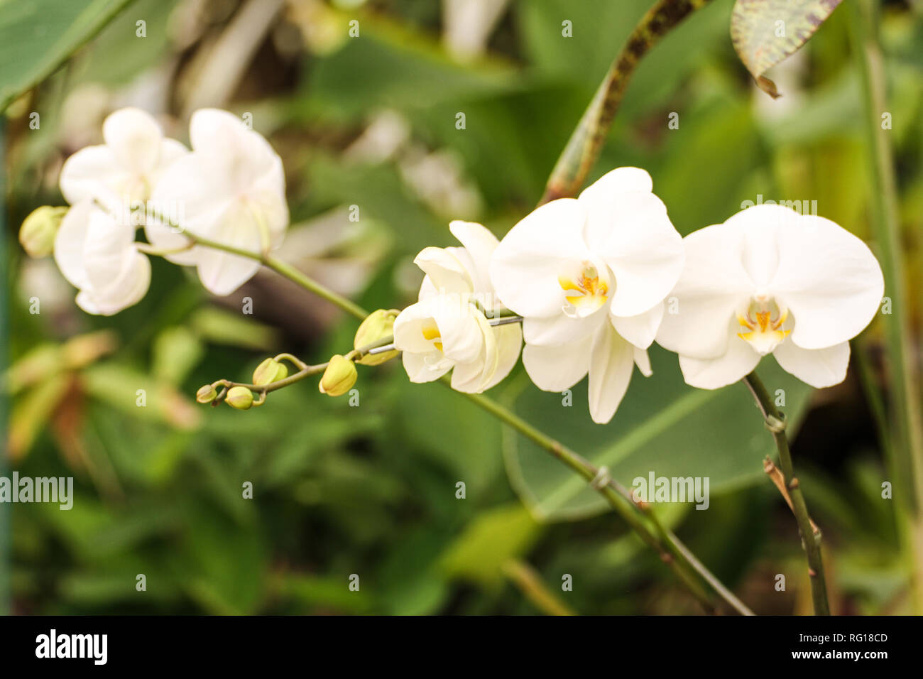 White orchid of South America Stock Photo