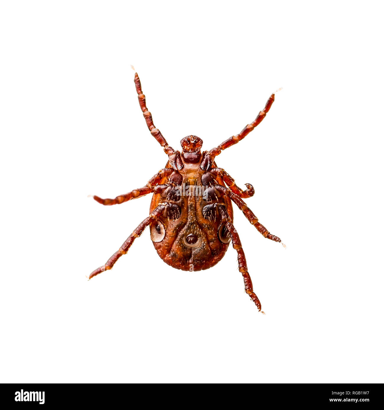 Encephalitis Virus or Lyme Borreliosis Disease Infectious Dermacentor Tick Arachnid Insect Pest Isolated on White Background Stock Photo