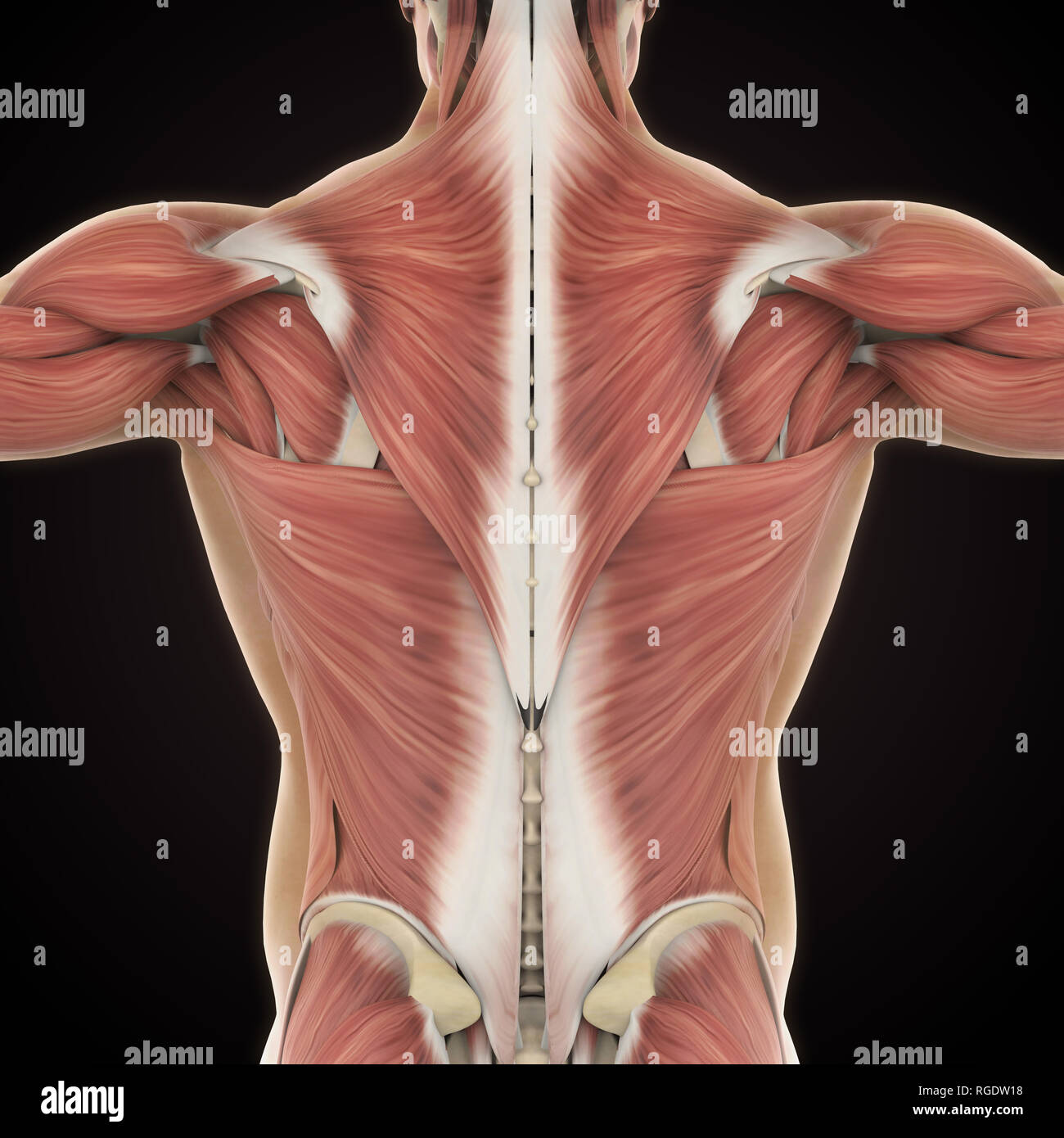 Shoulder Muscle Anatomy