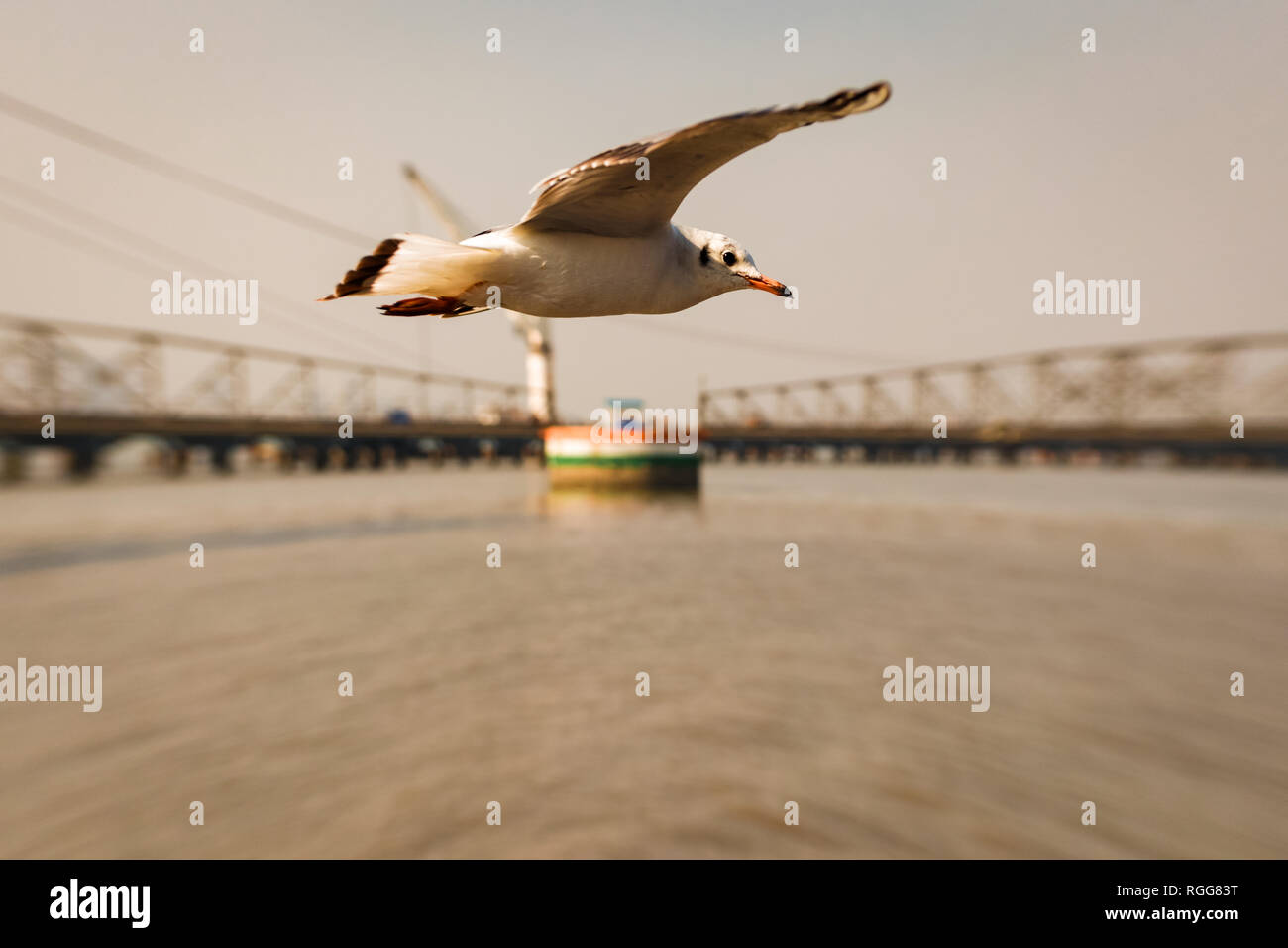 A Seagull Flying By Us Stock Photo