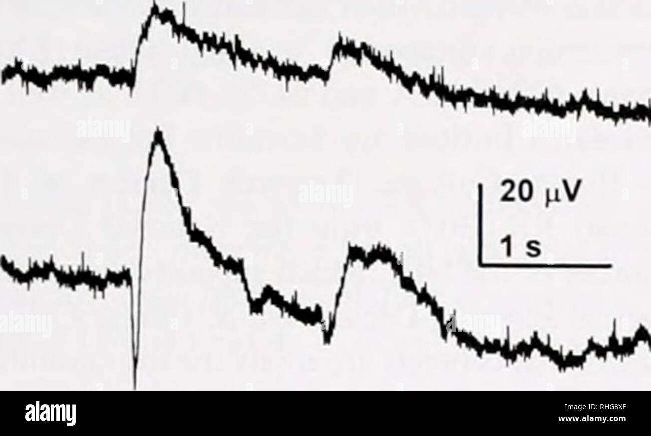 . The Biological bulletin. Biology; Zoology; Biology; Marine Biology. NEUROBIOLOGY 201 A Ringer jr 4w*** '''^Ss*»^WT^ B lOOuMHIST +200uM PIC. C D 1.8 1.6 i 0.8 •D jj 0.6 &quot; &quot;re 0.4- 0.2 0.0 3.0- 25- « 2.0-I 0) or V ra 1.5 1.0- 0.5- o.o. 1.8 1.6 1.4 Histidine Picrotoxin (20 min) Histidine + Picrotoxin (10 min) a Ringer Wash (20 min) 1.2- §l 1.0 I i 0.8 0.6 ra 0.4 o 0.2 0.0 Ringer Control Histidine Picrotoxin • Picrotoxin • 100uM Histidine + 200 (iM Pic A 200(iM Pic • Ringer. Please note that these images are extracted from scanned page images that may have been digitally enhanced for r Stock Photo