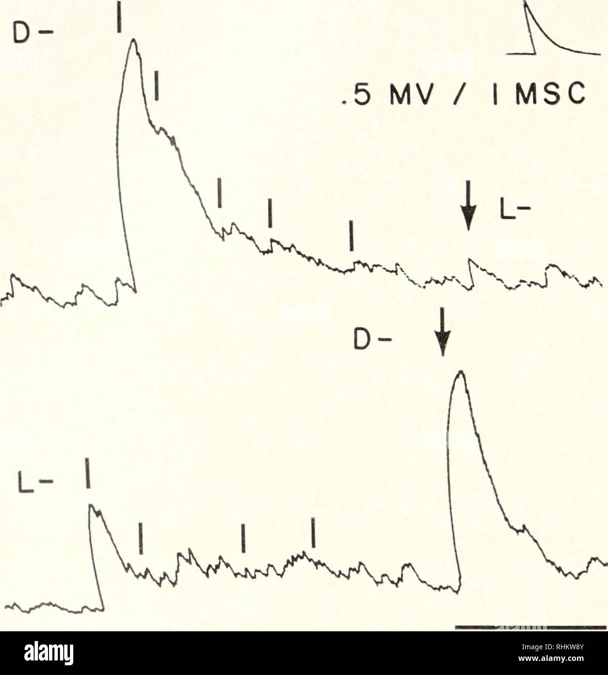 . The Biological bulletin. Biology; Zoology; Biology; Marine Biology. 442 JAMKS CASE even ft- substitution may significantly impair activity, as in the instance of DL- ?-methyl aspartic acid, although this effect is not realized in isoleucine which actually is as active as leucine and nor-leucine. The data of Tables III, IV, and Y demonstrate that members of several sterioisomer pairs do not have equal activities. D- is markedly more active than L-aspartic acid, while L- isomers of glutamic acid, leucine, iso-leucine and histidine are more active than their enantiomorphs. On the other hand, bo Stock Photo