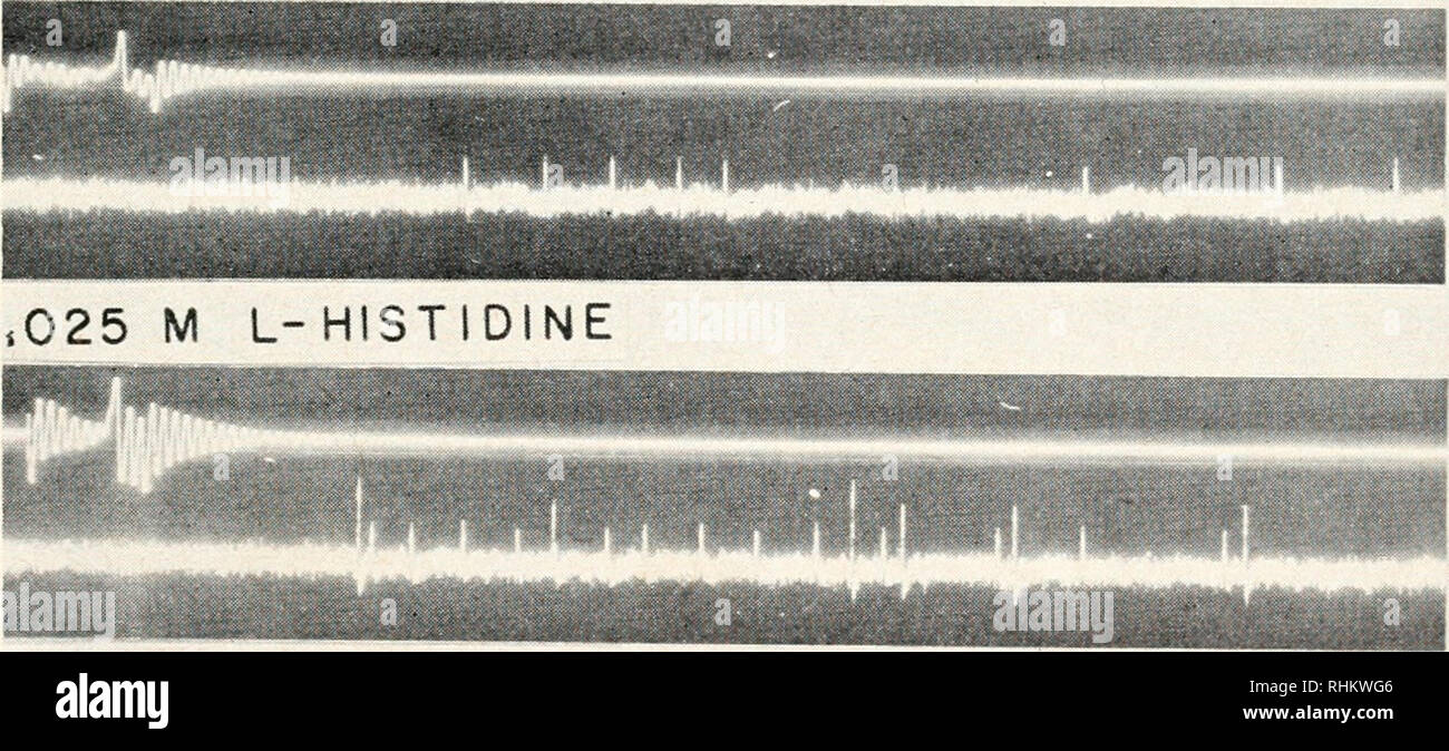 . The Biological bulletin. Biology; Zoology; Biology; Marine Biology. SEA WATER L-HISTIDINE. .050 M L-HISTIDINE 50 100 MSC FIGURE 5. Responses of a pure chemoreceptor bundle to 0.05 M L-histidine, showing effect of concentration on threshold and latency of two units. Widest excursion of upper trace indicates arrival of stimulus drop. C. antennarins. 3. Temporal characteristics of chemoreceptor responses. The usual time course of responses to effective chemical stimulants consists of attainment of maximum activity within the first 0.2 second after stimulus application with a markedly slower dec Stock Photo