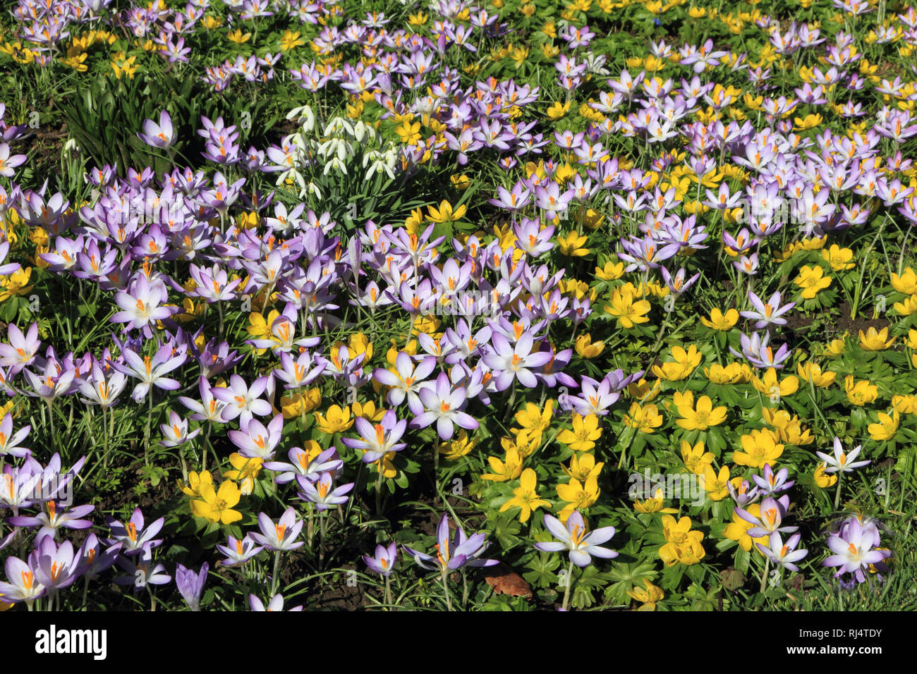 Wei?er Safran und kleiner Winterling, Crocus albiflorus, Eranthus hiemalis Stock Photo