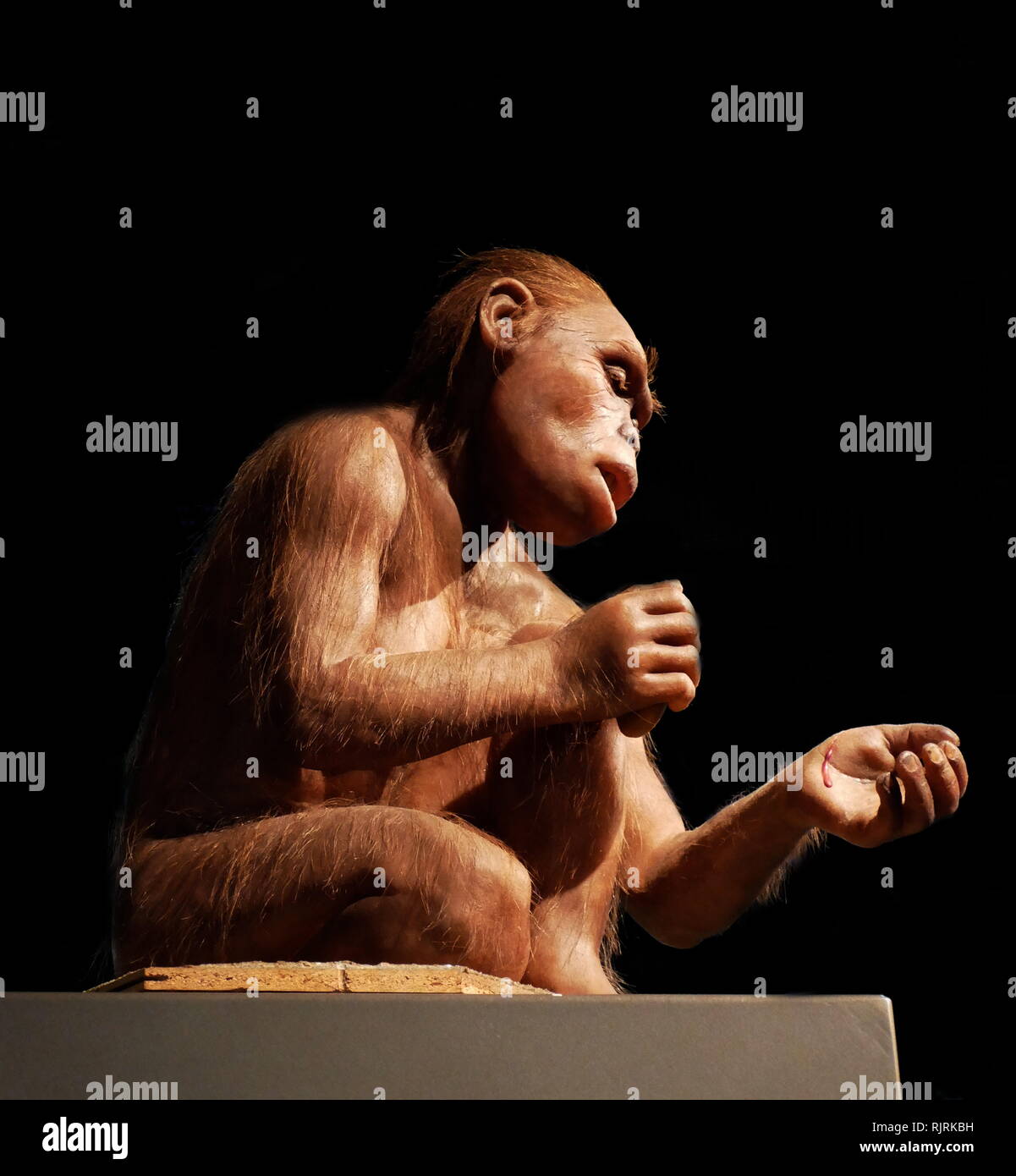 Reconstructed female Homo habilis; a proposed archaic species of Homo, which lived between roughly 2.1 and 1.5 million years ago Stock Photo