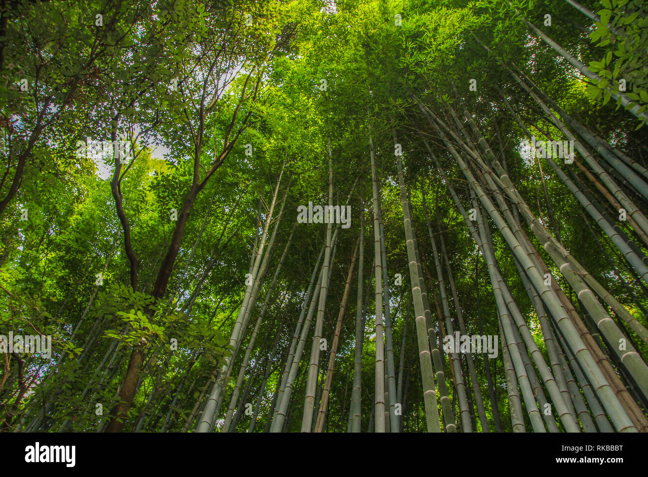 Canopy of the bamboo forest at Arashiyama, Japan Stock Photo