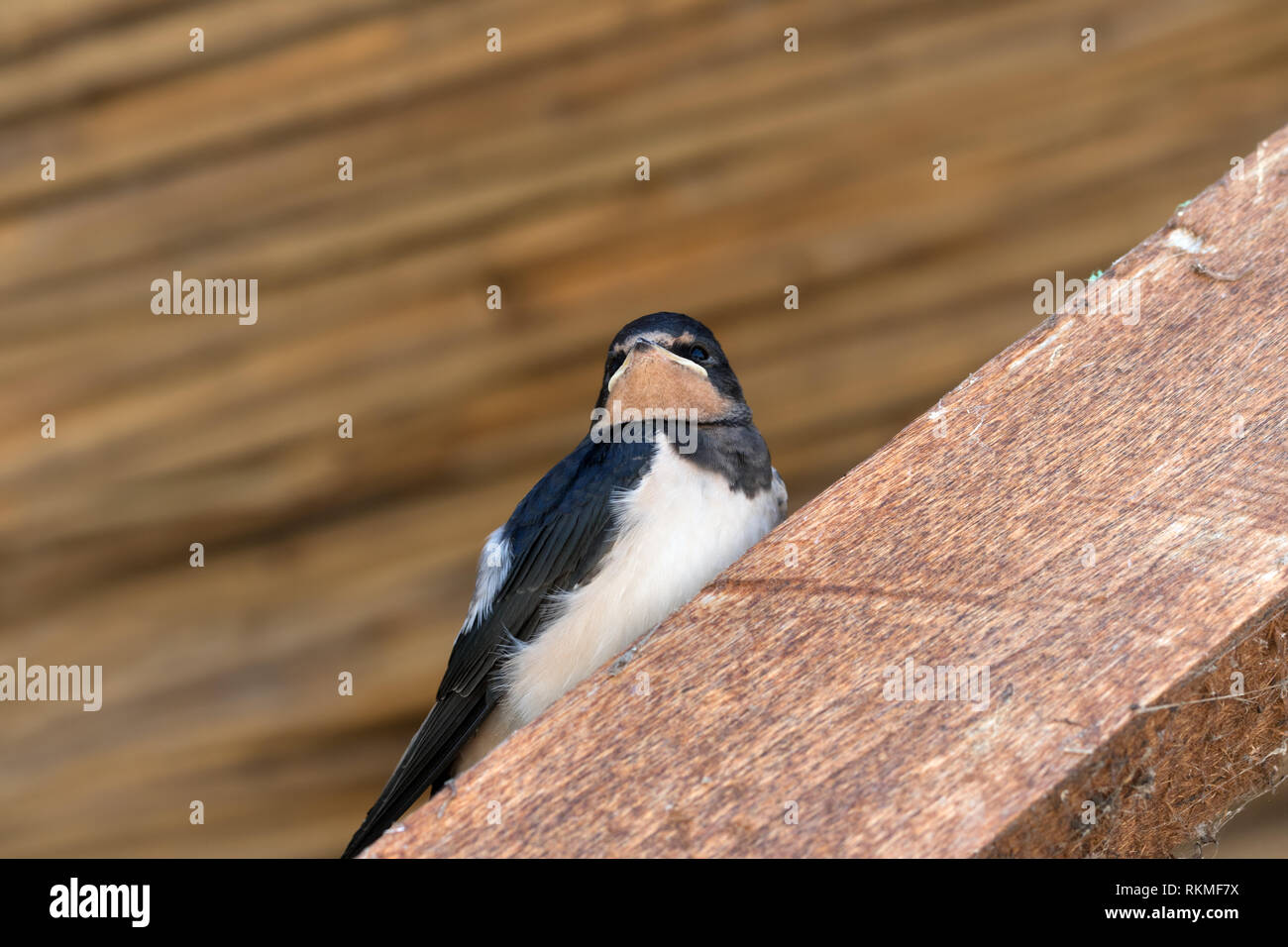 Baby bird of swallow sits on wooden beam under roof Stock Photo