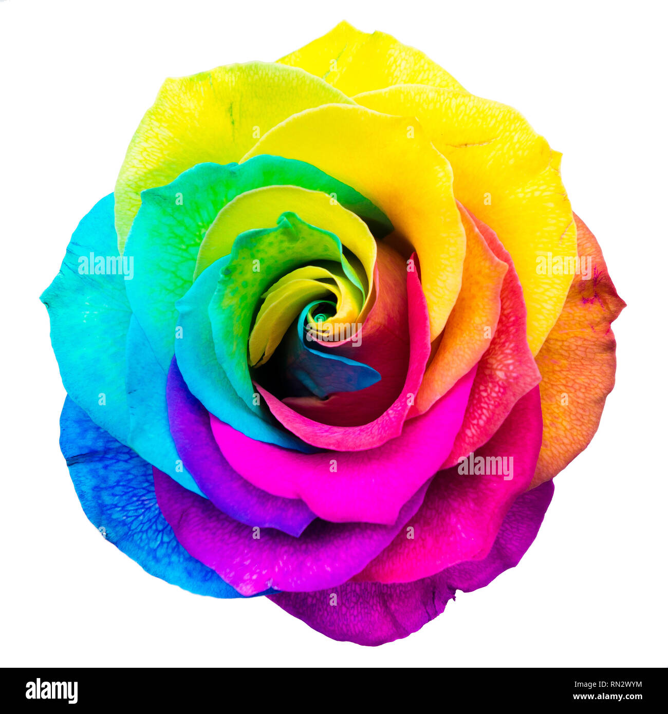 Easy Rainbow Rose