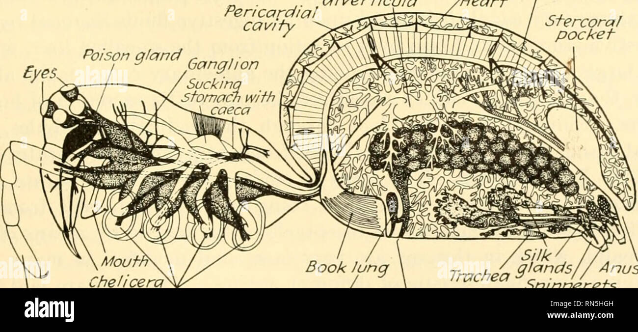 . Animal biology. Zoology; Biology. Chelicera aw Fig. 194.—Front view of Pericafdial cavify  Intestine with complexly branched diverticula /Heart Ma/pighian tubules Stercoral pocket Poison gland. C:?^^/^ '°^''r Tn.cbei3lfnds//Anus r, -/• / -neiicera^-M^ / „  ? ^ Spinnerets Pedipalpus stumps of legs ^^^.J %^^ffj^ receptacle FiQ. 195.—Median section of a female spider, diagrammatic, to show internal structure. {From Comstock, &quot;The Spider Book&quot;; copyright, 1912, by Doubleday, Doran &amp; Company, Inc.) The nervous system in the cephalothorax is stippled, as is also the reproductive  Stock Photo