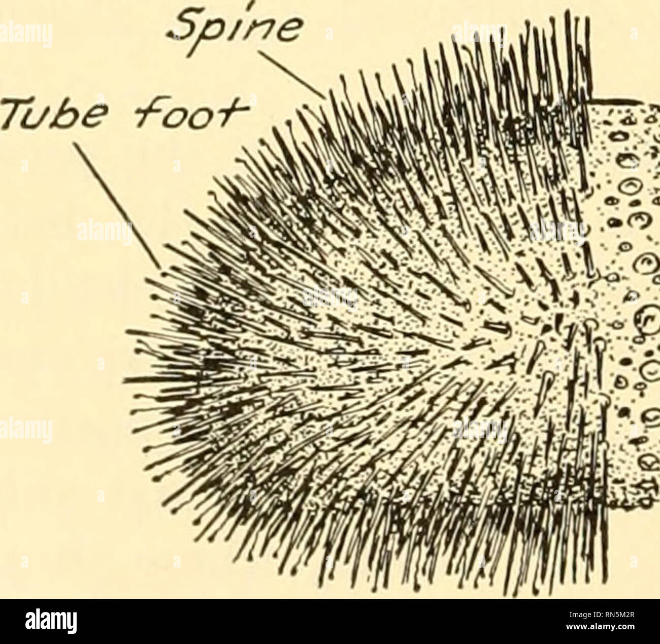 . Animal biology. Zoology; Biology. Fig. 108. -A brittle star, Ophioderma sp. The oral surface. XV2. From a preserved specimen. stimulated. The basket stars are characterized by complexly branched rays ending in tendril-like tips. They are found mostly in water of considerable depth, clinging to masses of seaweed. Owing to the slender- ness of the rays of ophiuroids, they are more likely to be broken than are those of ordinary starfishes. Autotomy is also more frequent, while regeneration is relatively rapid and complete.. Fig. 109.—A sea urchin, Strongylocentrotus drohachicnsis (Miiller). Fro Stock Photo