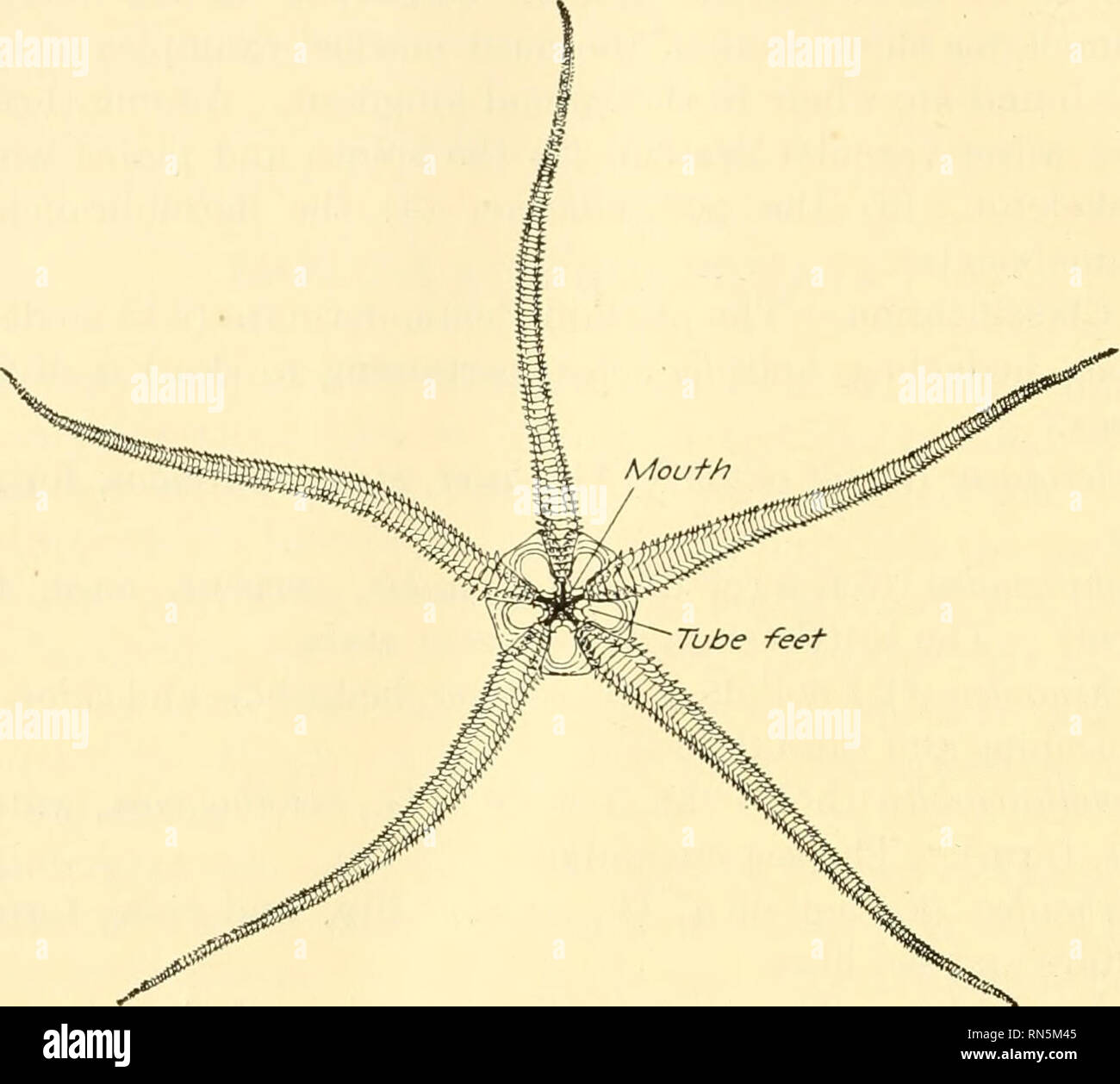 . Animal biology. Zoology; Biology. 202 METAZOAN PHYLA of rapid locomotion, but serpent stars are even more active, the rays writhing about hke the tails of so many snakes when the animal is strongly. Fig. 108. -A brittle star, Ophioderma sp. The oral surface. XV2. From a preserved specimen. stimulated. The basket stars are characterized by complexly branched rays ending in tendril-like tips. They are found mostly in water of considerable depth, clinging to masses of seaweed. Owing to the slender- ness of the rays of ophiuroids, they are more likely to be broken than are those of ordinary star Stock Photo