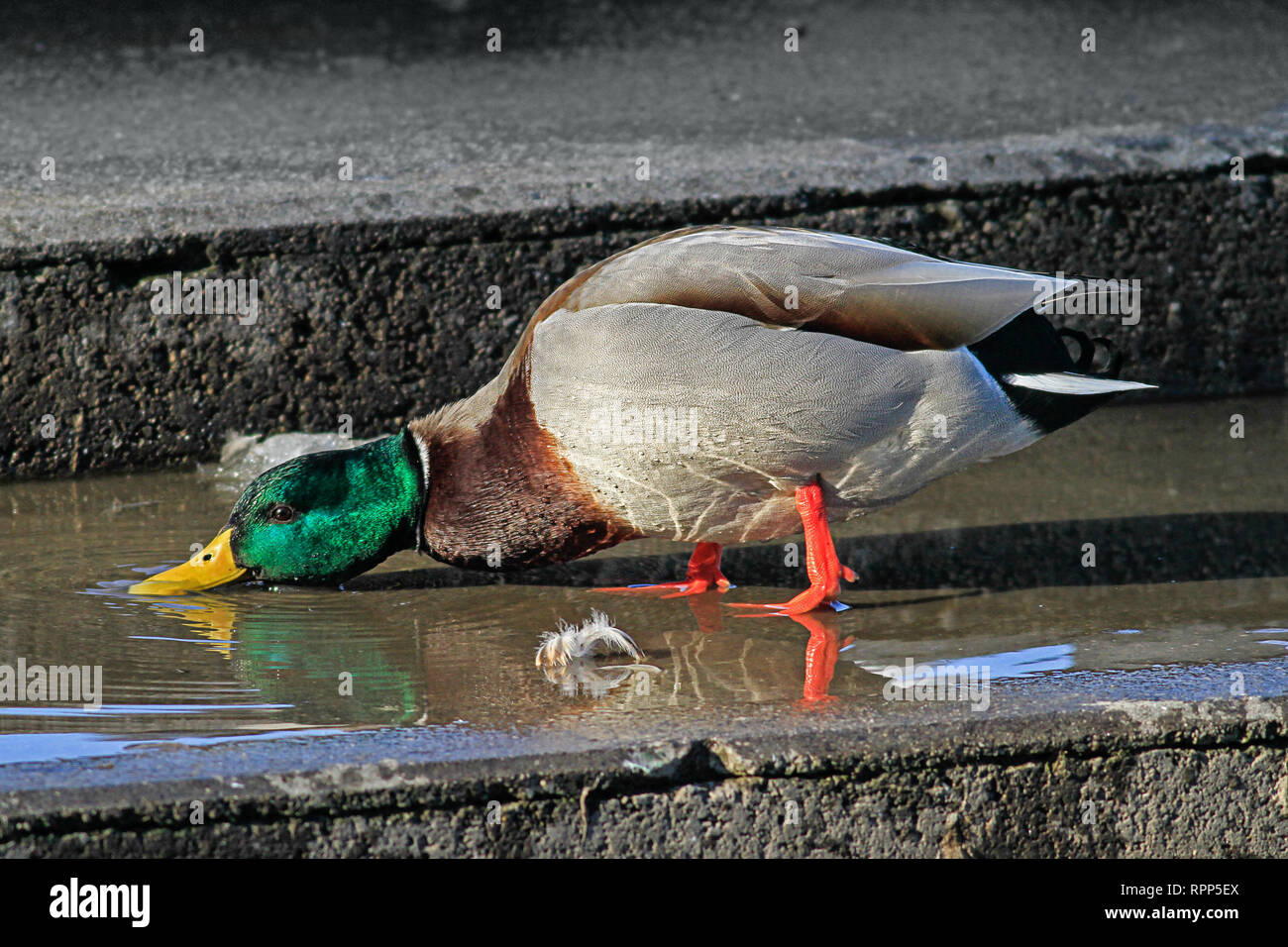 drake drinking from puddle of water Stock Photo