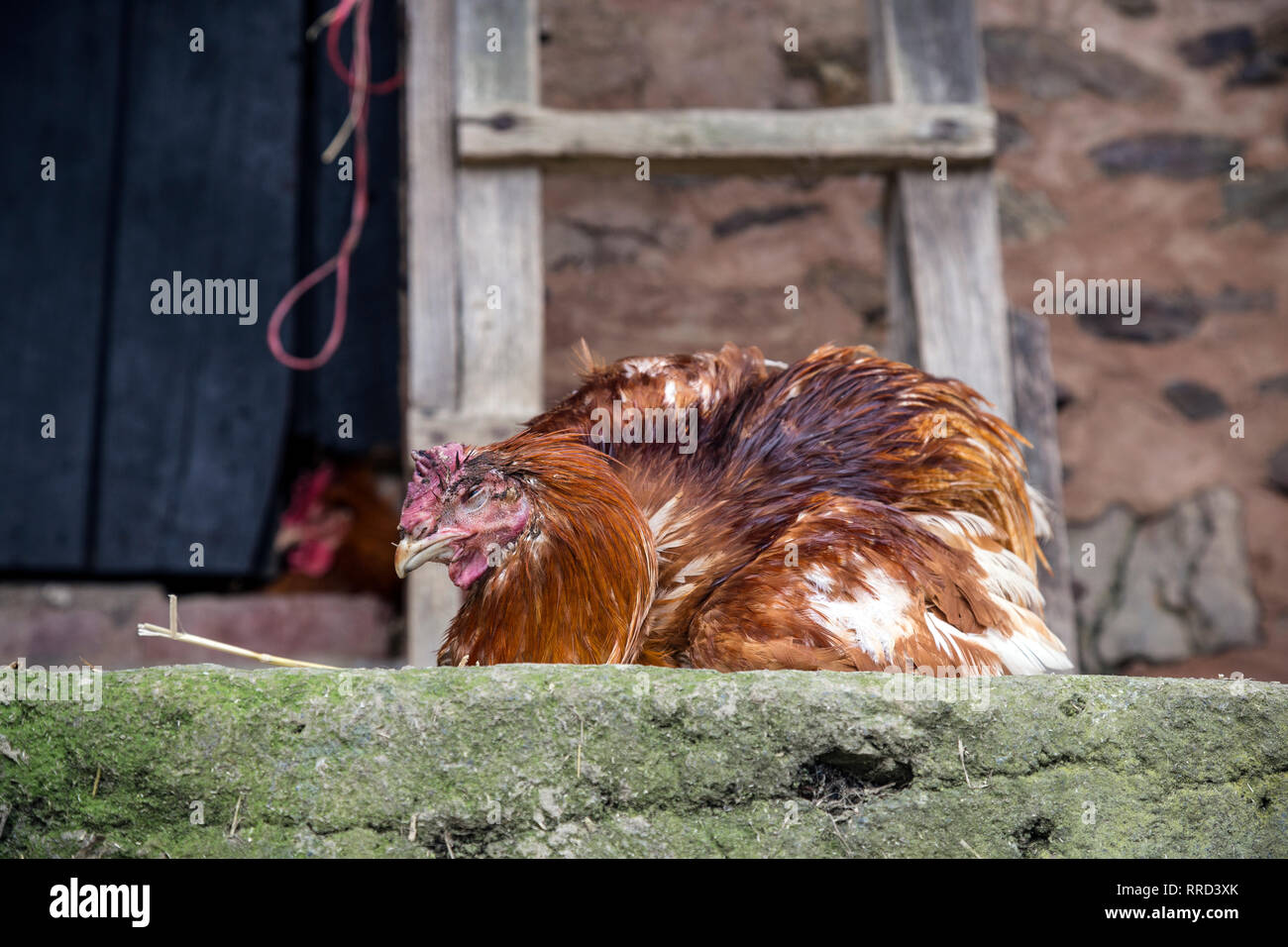 Dead chicken in farmyard,Agricultural Field, Chicken - Bird, Hen, UK, Agriculture, Animal, Animal Body Part, Animal Head, Brown, Close To, Close-up, Stock Photo