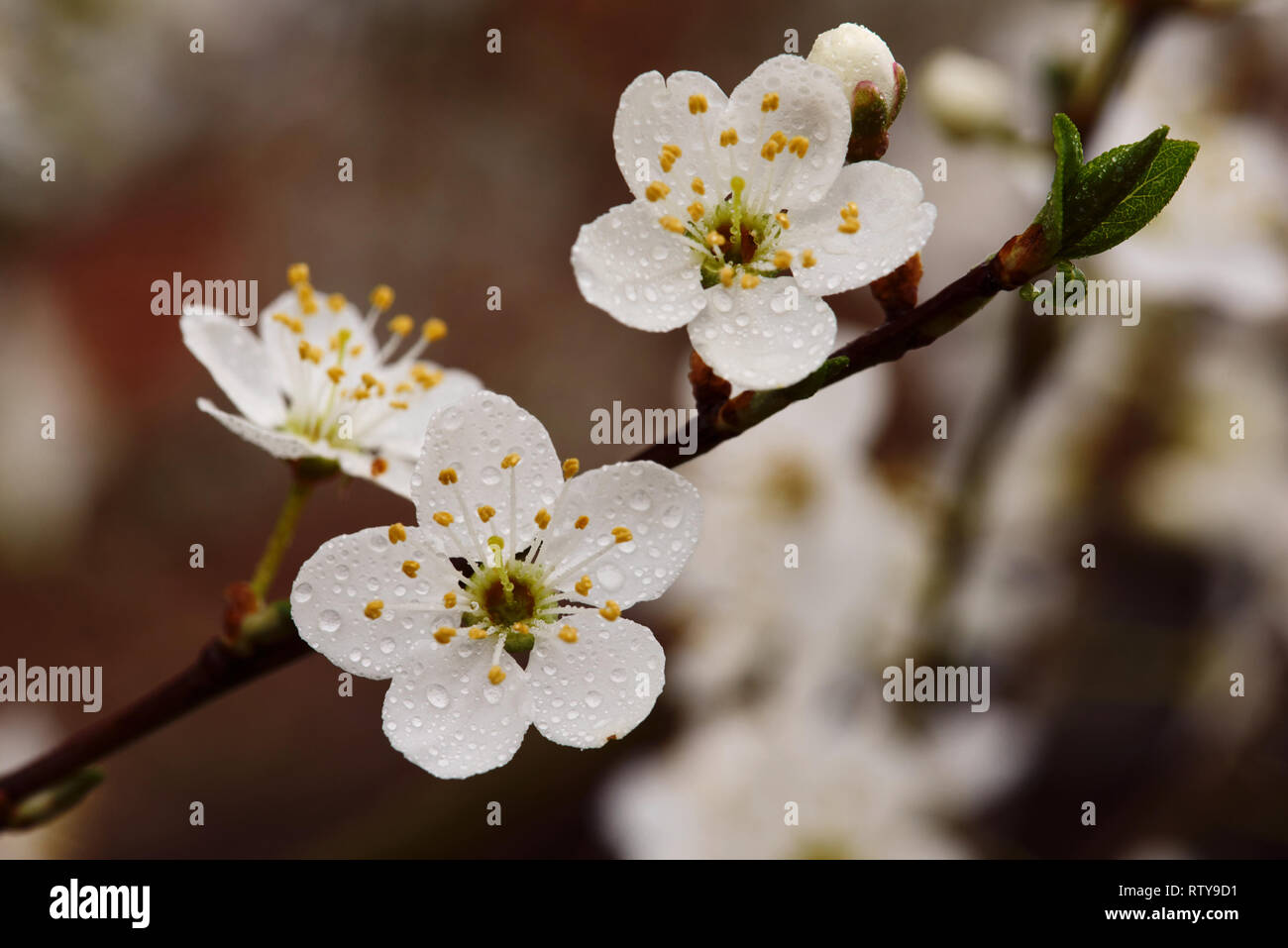 Hedgerow on the first day of meteorological Spring. The Cherry Plum is the first prunus species to flower in UK spring. Stock Photo