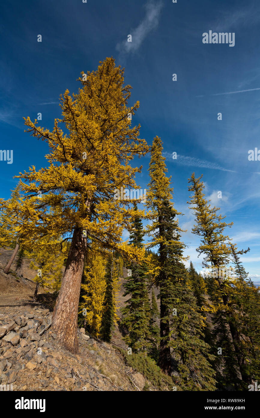 Majestic and numerous western larch, (Larix occidentalis) changing color in the fall just as broad leaf deciduous trees do creating stunning landscape Stock Photo