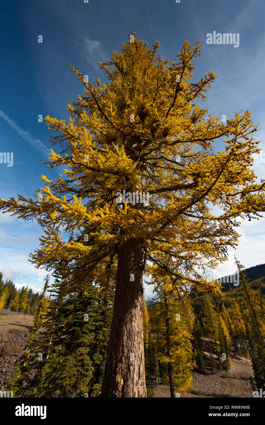 Majestic and numerous western larch, (Larix occidentalis) changing color in the fall just as broad leaf deciduous trees do creating stunning landscape Stock Photo