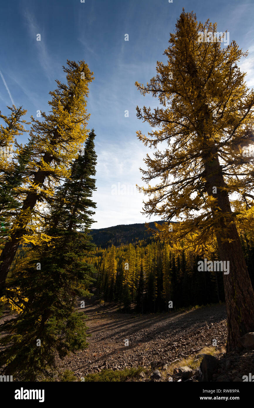 Majestic and numerous western larch, (Larix occidentalis) changing color in the fall just as broad leaf deciduous trees do creating stunning landscape Stock Photo