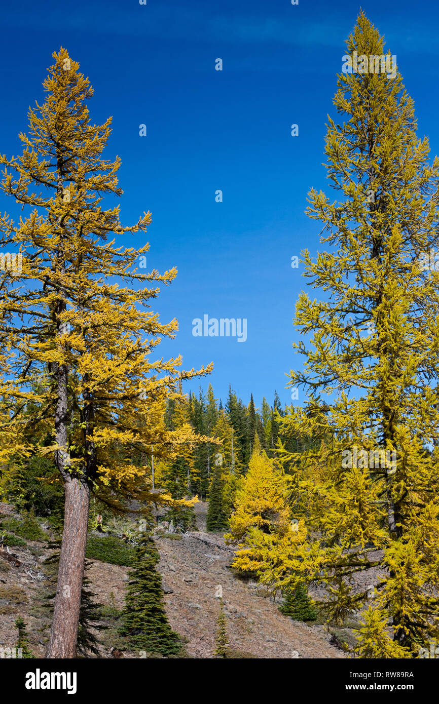 Majestic and numerous western larch, (Larix occidentalis) changing color in the fall just as broad leaf deciduous trees do creating stunning landscape Stock Photo