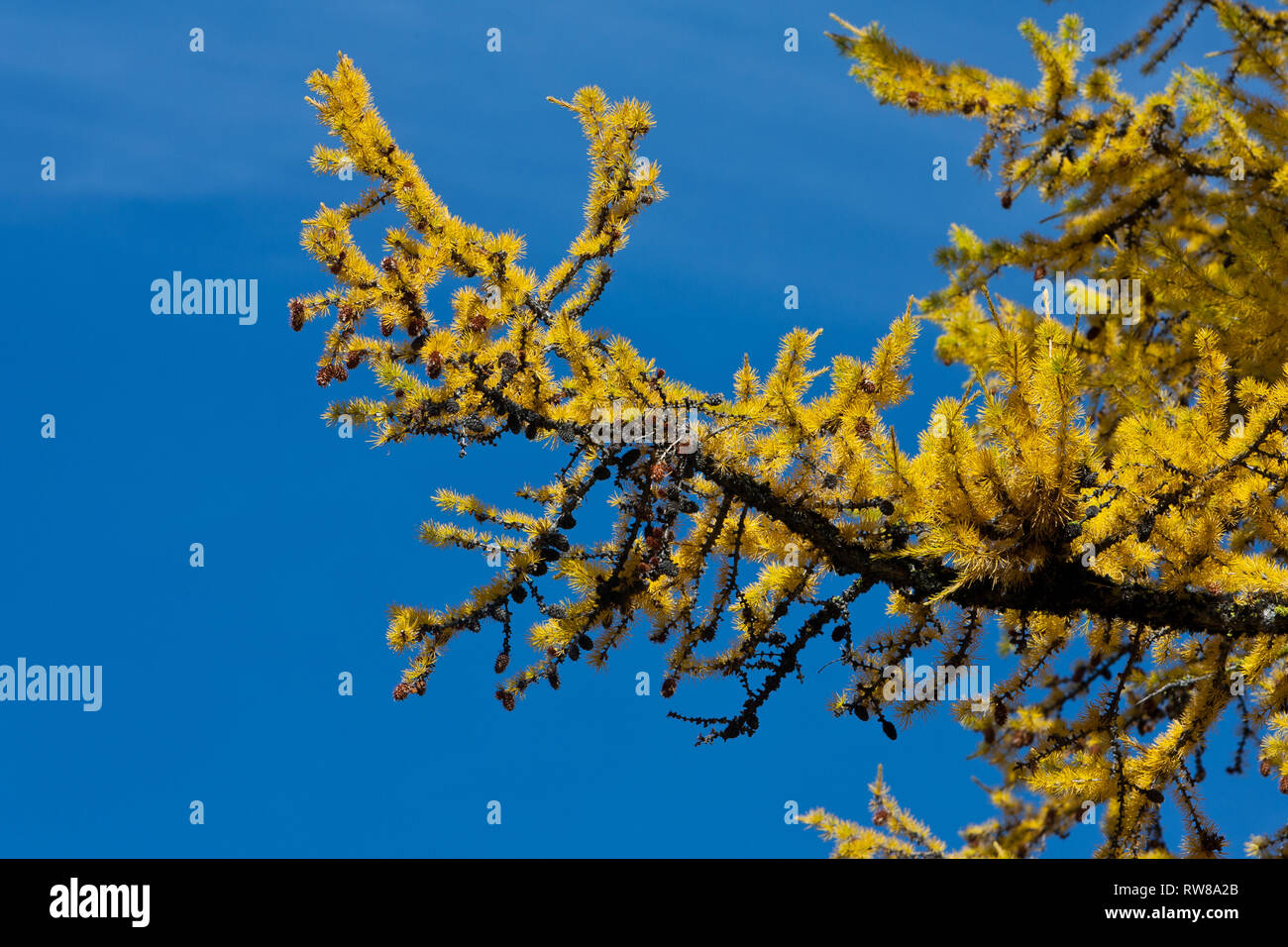 Majestic and numerous western larch, (Larix occidentalis) changing color in the fall just as broad leaf deciduous trees do creating stunning landscape Stock Photo