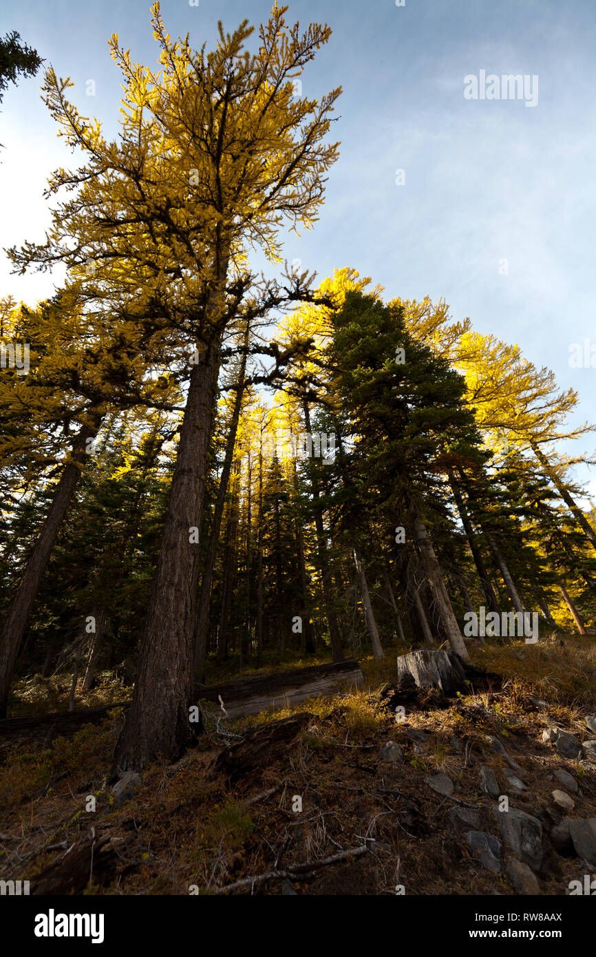 Majestic and numerous western larch, (Larix occidentalis) changing color in the fall just as broad leaf deciduous trees do creating stunning landscape Stock Photo