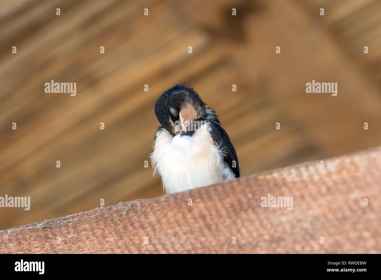 Swallow baby bird sits and sleeps on sunlit wooden beam under roof Stock Photo