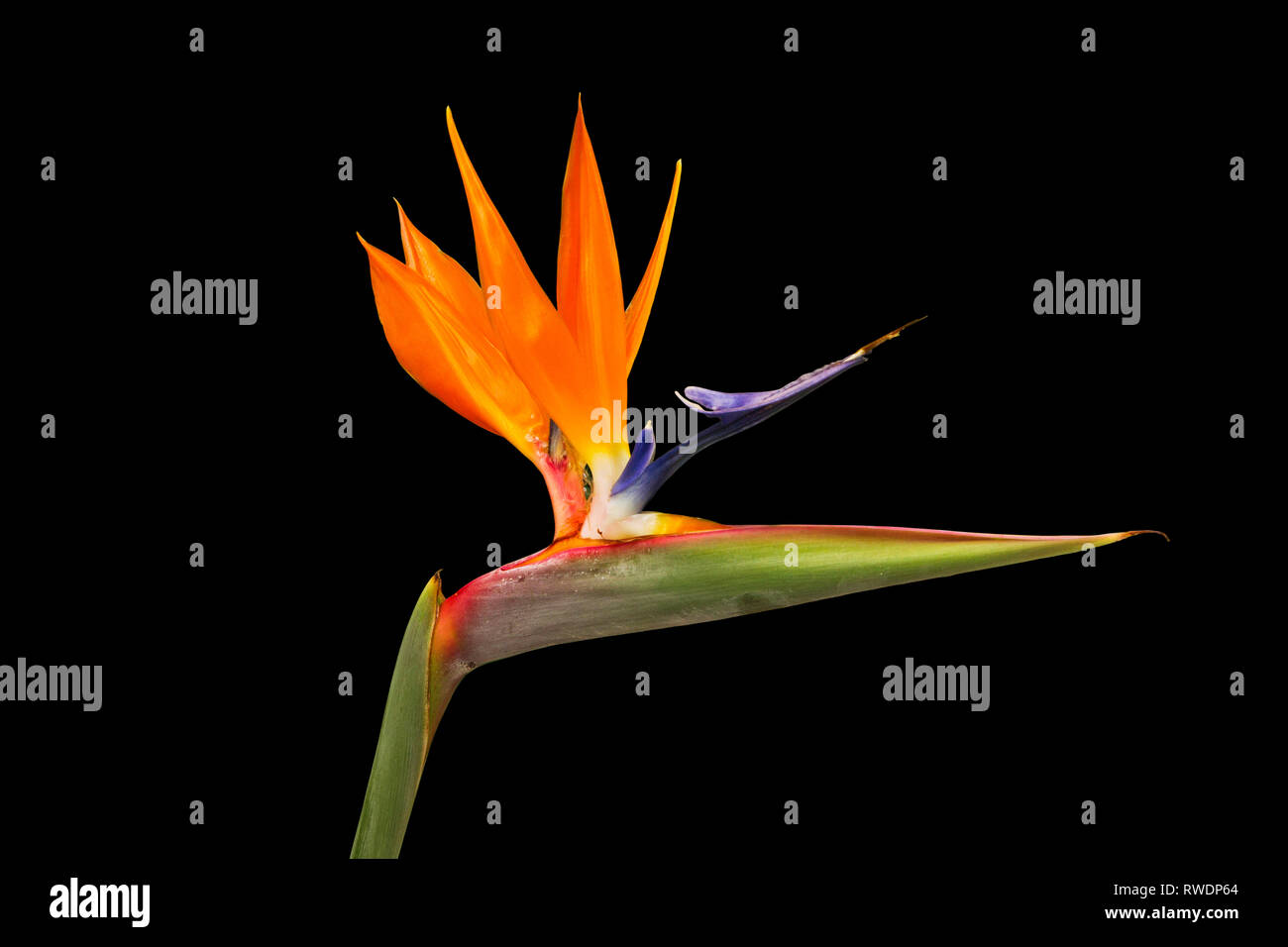 Reginae Strelitzia Juncea, Crane Flower, Bird of Paradise. Green leaves backgroung. Exotic flower plant isolated on black background. Stock Photo