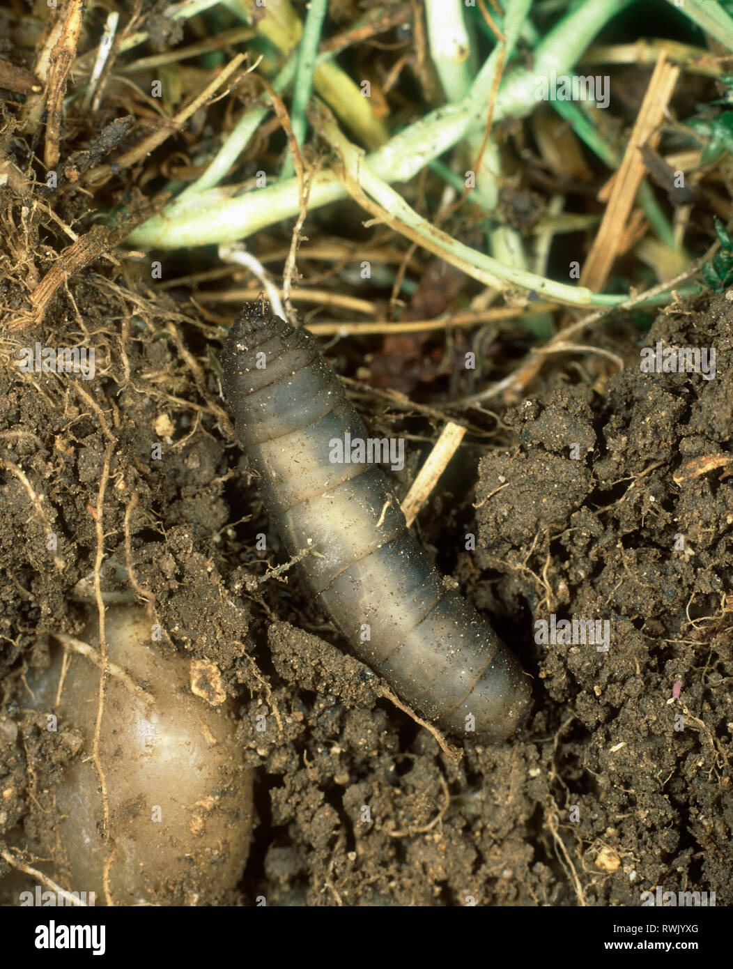 Leatherjacket (Tipula spp.) feeding on the roots of mature lawn grass Stock Photo