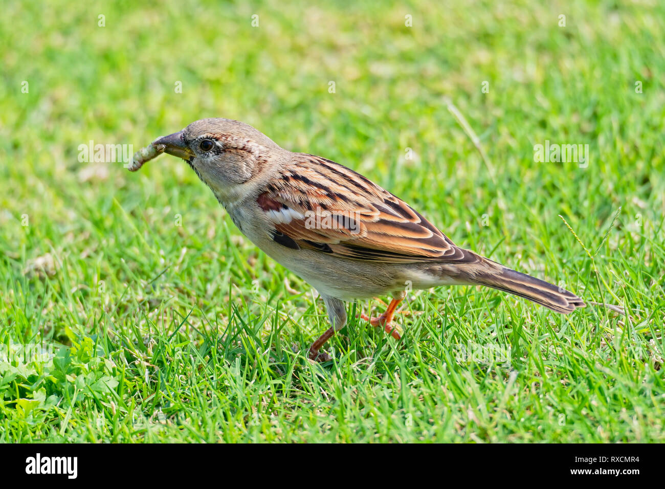 Close up of an Egyptian sparrow standing on short grass holding a grub Stock Photo