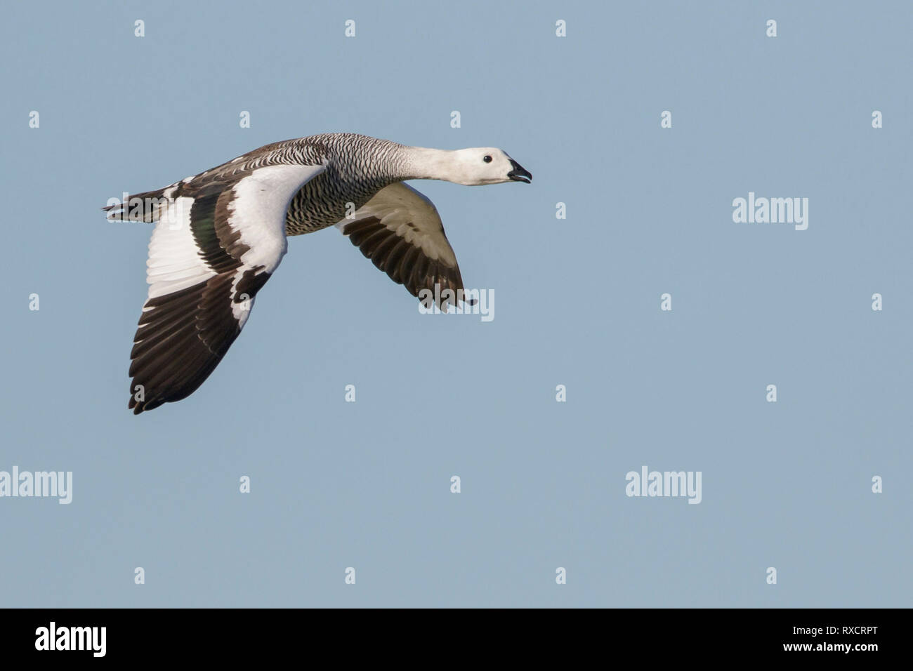 Upland Goose (Chloephaga picta) flying in Chile. Stock Photo