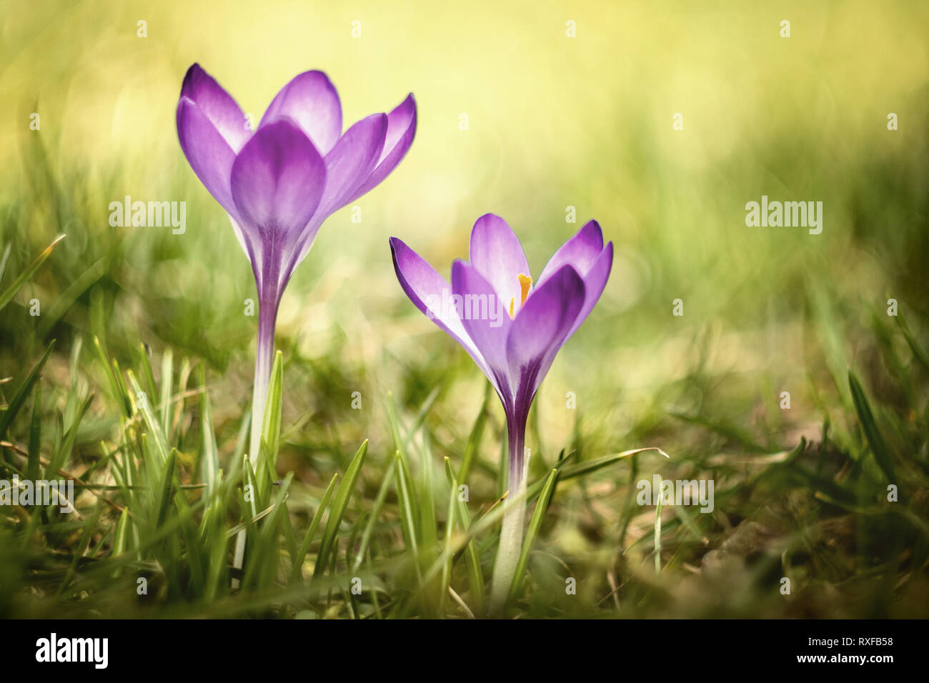 Krokus die Frühlingsblume, zwei Krokusse im Rasen Stock Photo