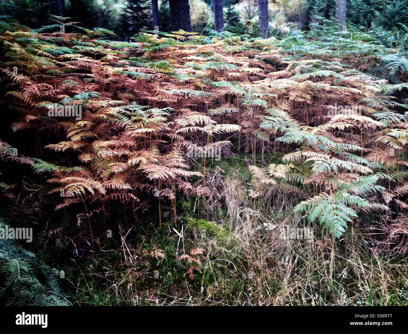 Dying woodland ferns in Autumn Fall Stock Photo