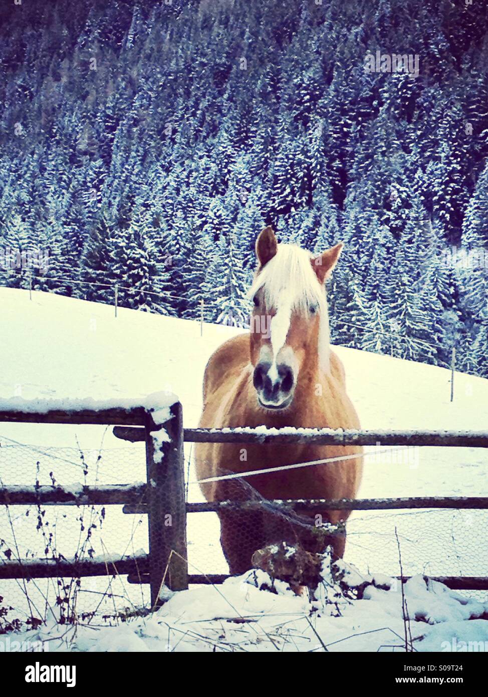 Beautiful horse in the snow Stock Photo